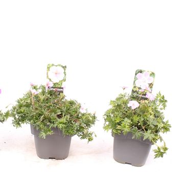 Geranium sanguineum MIX