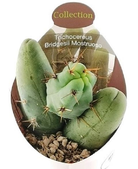 Trichocereus bridgesii monstruosus