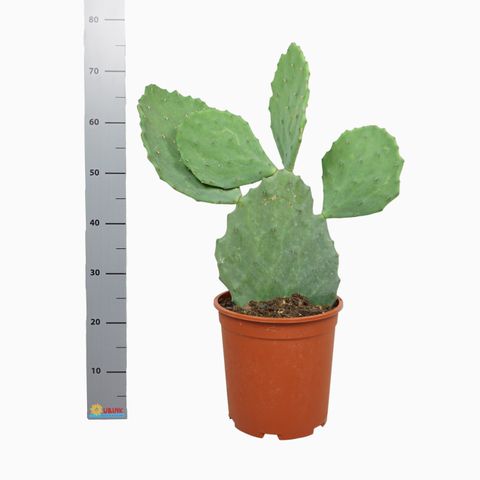 Opuntia undulata