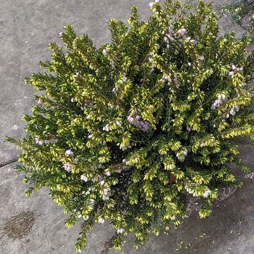 Erica x darleyensis 'Darley Dale'