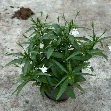 Lobelia WHITE STAR