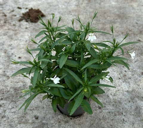 Lobelia WHITE STAR