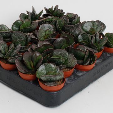 Adromischus cooperi