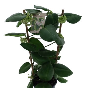 Hoya calycina 'Stargazer'