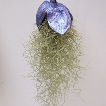 Tillandsia usneoides