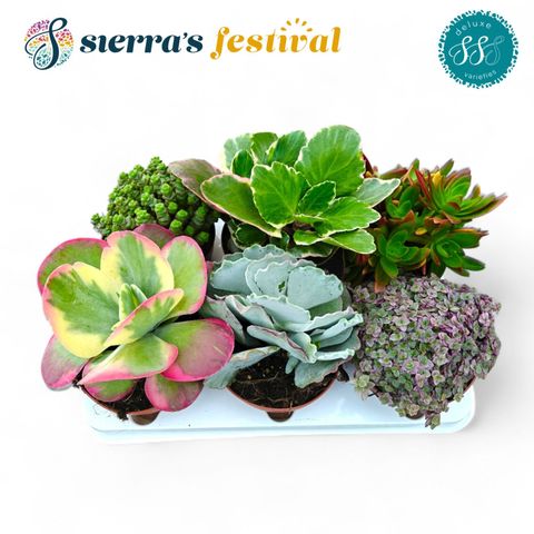 Succulente MIX