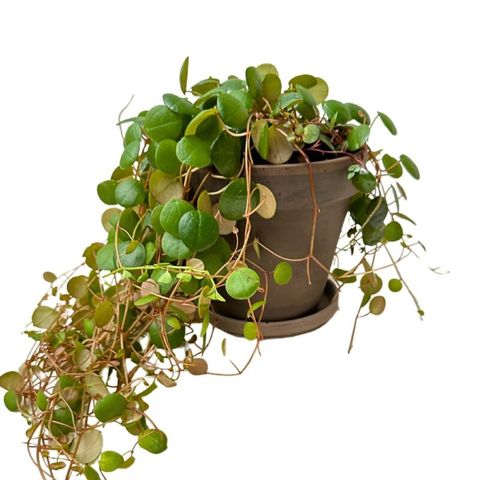 Peperomia 'Pepperspot'