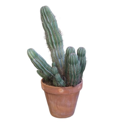 Euphorbia horrida