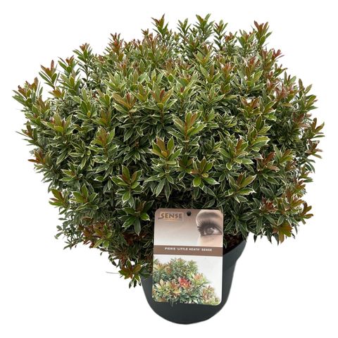 Pieris japonica 'Little Heath'