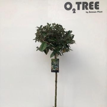 Elaeagnus x ebbingei