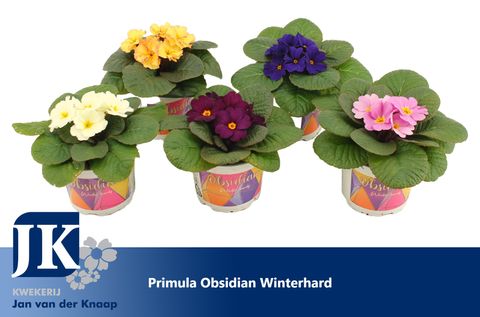 Primula OBSIDIAN MIX