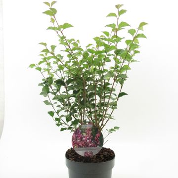 Syringa meyeri FLOWERFESTA PURPLE