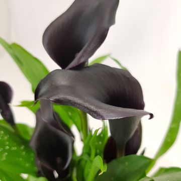 Zantedeschia 'Black Hero'