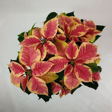 Euphorbia pulcherrima CHRISTMAS FEELINGS MARBLE