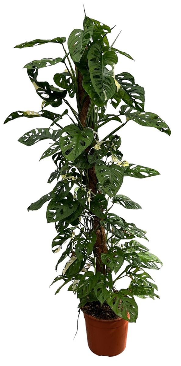 amazon weihnachtsbaum künstlich WEIHNACHTSBAUM - künstlich mit naturgetreuen PVC-Nadeln