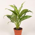 Aglaonema 'Green Lady'