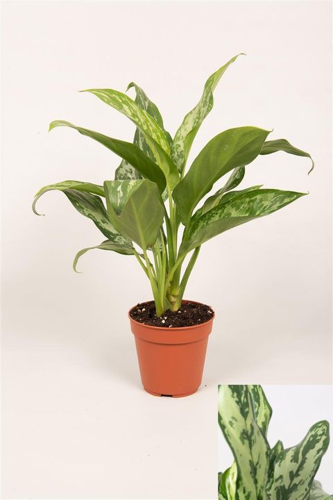 Aglaonema 'Green Lady'