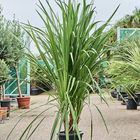 Cordyline indivisa