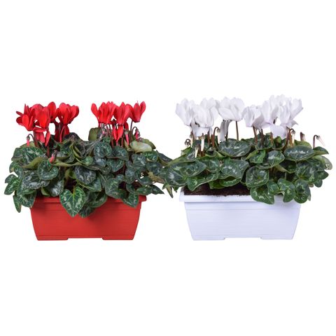 Cyclamen persicum SUPER SERIE S ALLURE MIX