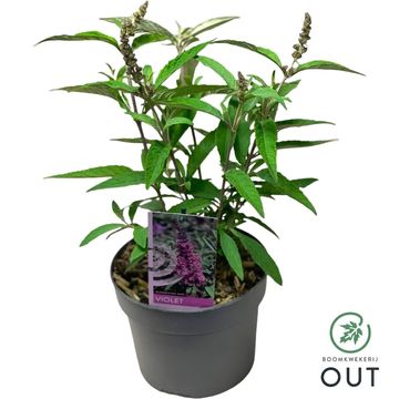 Buddleja davidii BUZZ VIOLET