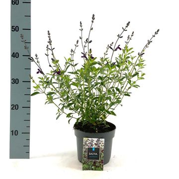 Salvia 'Nachtvlinder'