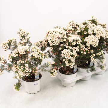 Chamelaucium 'Moonlight Delight'