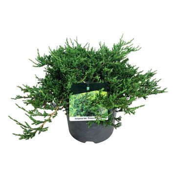 Juniperus horizontalis 'Prince of Wales'