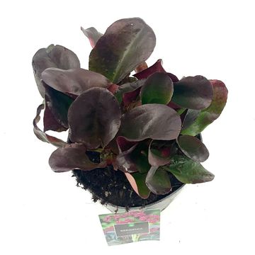 Bergenia cordifolia 'Eroica'