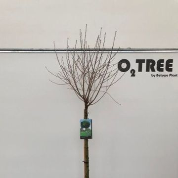 Robinia pseudoacacia 'Umbraculifera'