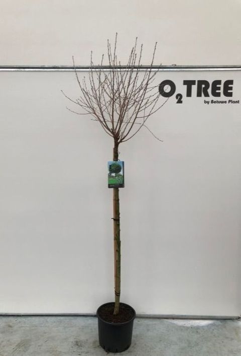 Robinia pseudoacacia 'Umbraculifera'