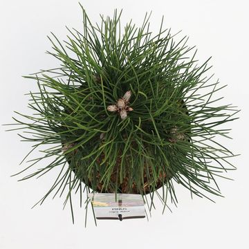 Pinus nigra 'Nana'