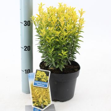 Euonymus japonicus 'Happiness'