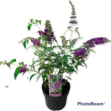 Buddleja BUZZ PINK PURPLE