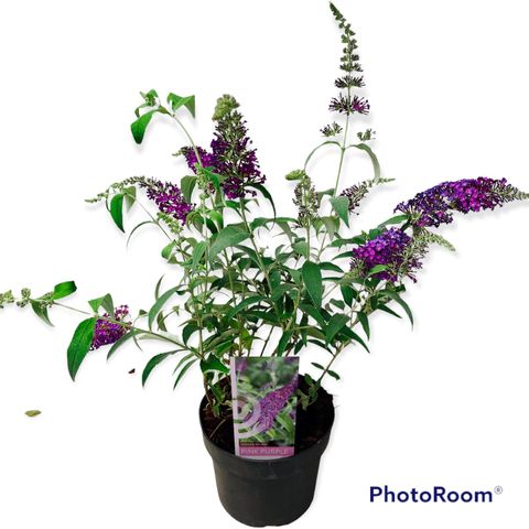 Buddleja BUZZ PINK PURPLE