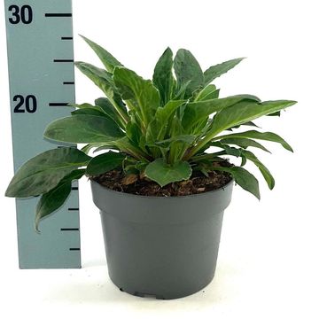 Silene dioica