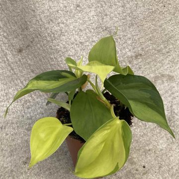 Philodendron scandens 'Brasil'