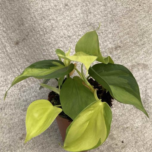 Filodendron scandens 'Brasil'