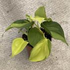 Filodendron scandens 'Brasil'