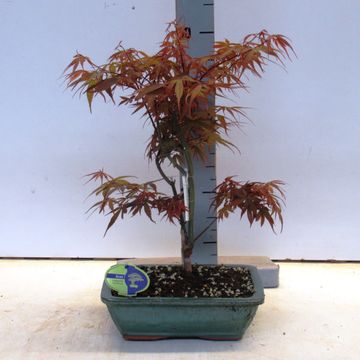 Acer palmatum 'Skeeter's Broom'