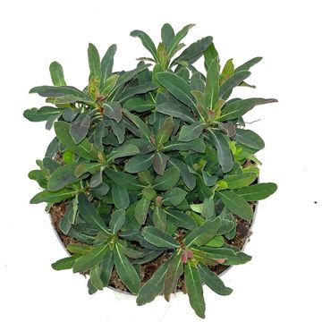 Euphorbia amygdaloides 'Purpurea'