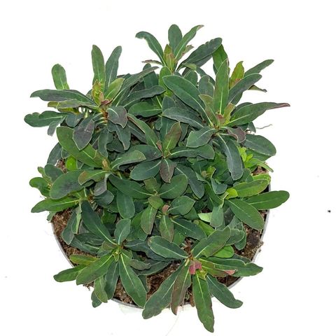 Euphorbia amygdaloides 'Purpurea'