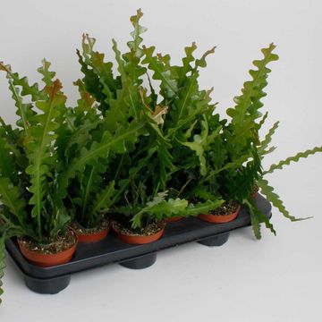 Epiphyllum anguliger