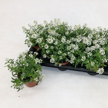 Lobularia EASY BREEZE WHITE