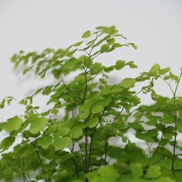 Adiantum raddianum 'Fragrans'