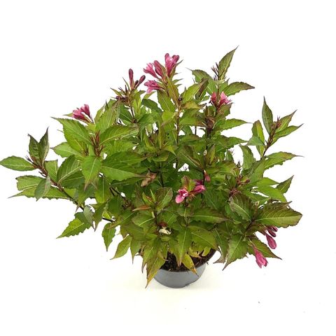 Weigela BIG LOVE