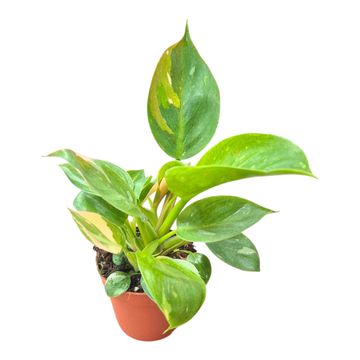 Philodendron 'Green Congo Less Variegata'