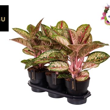 Aglaonema 'Painted Celebration'