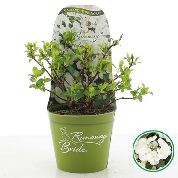 Hydrangea RUNAWAY BRIDE