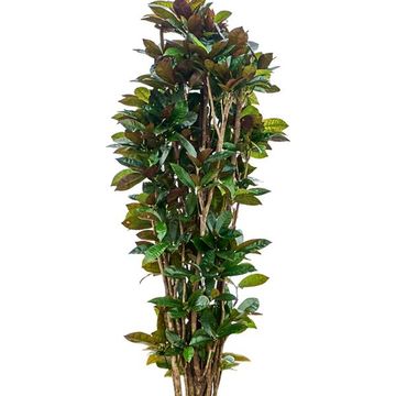 Trojskrzyn variegatum 'Mrs Iceton'