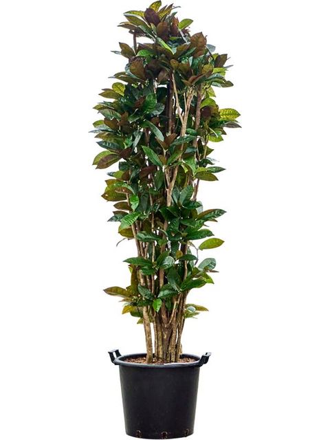 Codiaeum variegatum 'Mrs Iceton'